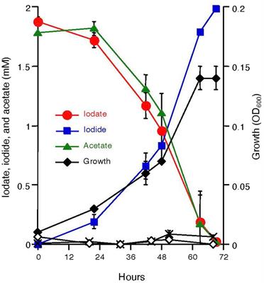 Iodate respiration by Azoarcus sp. DN11 and its potential use for removal of radioiodine from contaminated aquifers